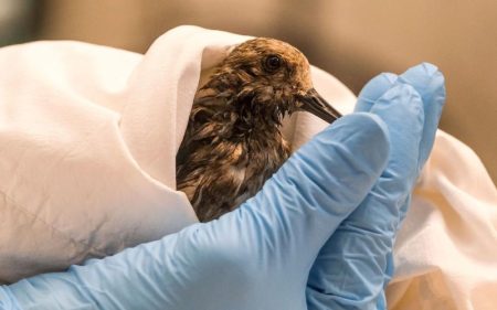 How Wildlife Removal Services Can Save You Time, Money, and Stress